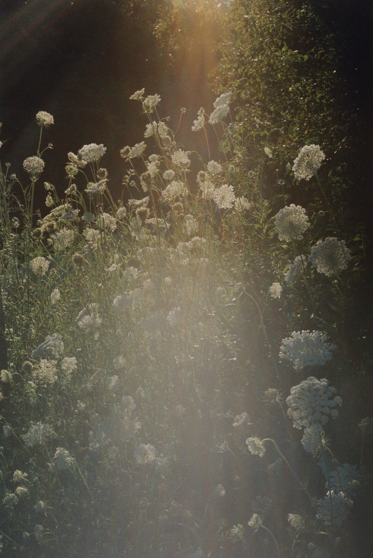 Queen Anne's lace in late sun